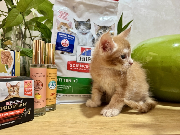 Male maine coon avec pedigree