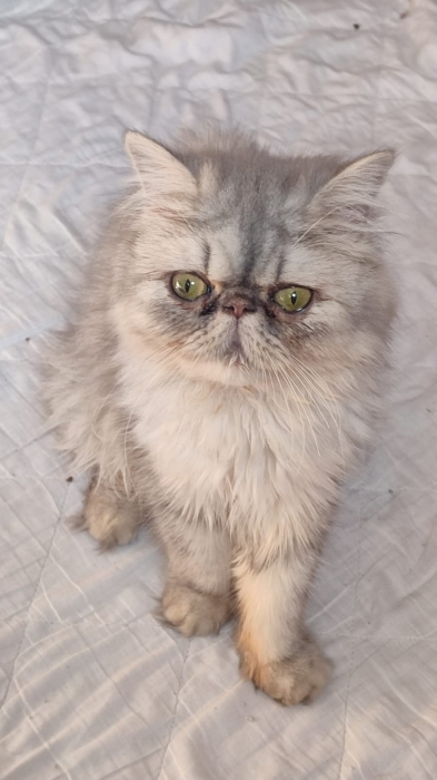 Femelle chinchilla persan 8 mois