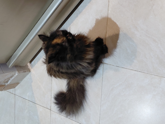 Chat femelle persan,  a céder pour depart