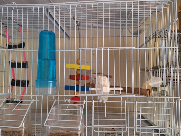 Couple canari récessif jeune bg 2025