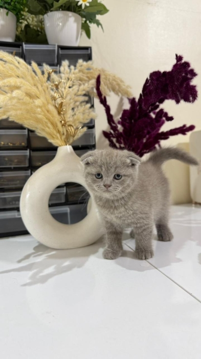 Scottish fold & british