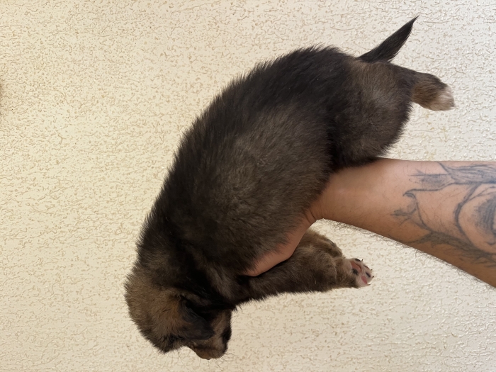 Aidi atlas (chien de Montagne de l’atlas)