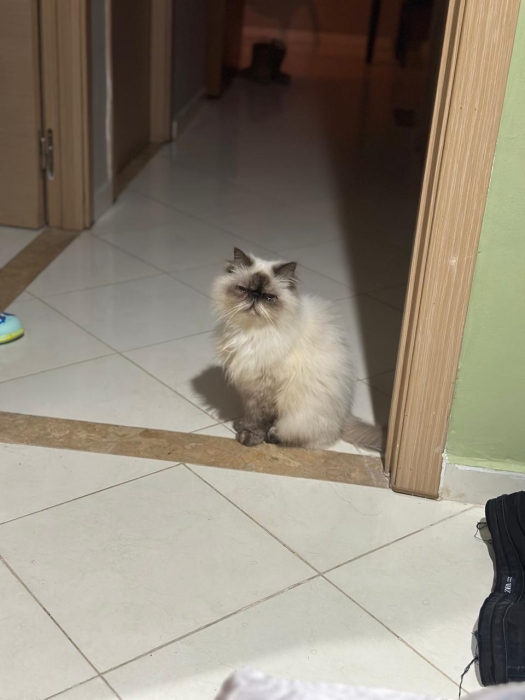 Chatte Persane Himalayenne enceinte et vaccinée