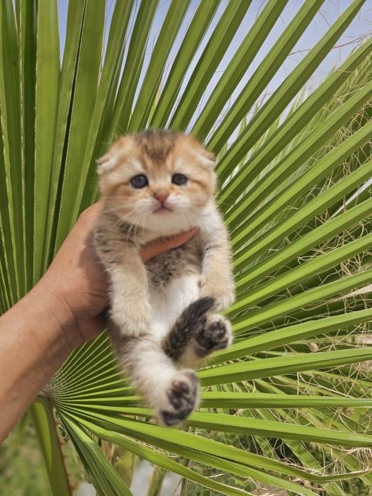 Très Beau Scottish Fold and straight