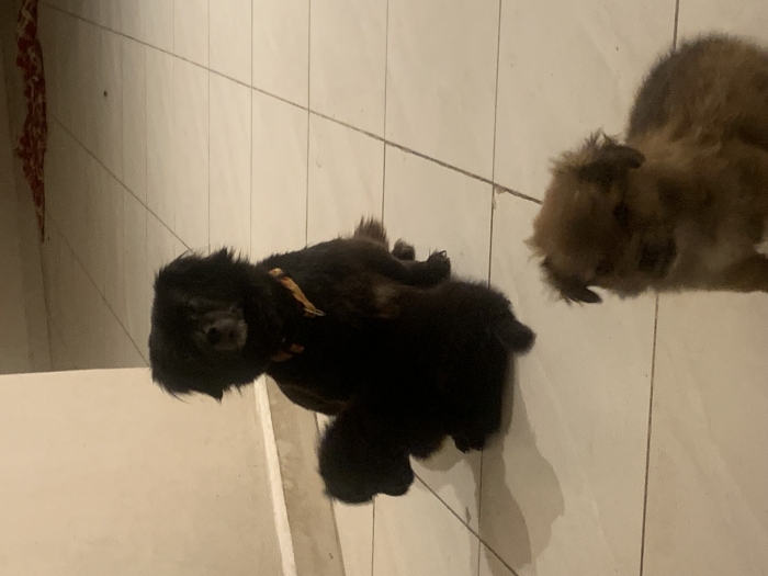 Dutch tulip(Markiesje).