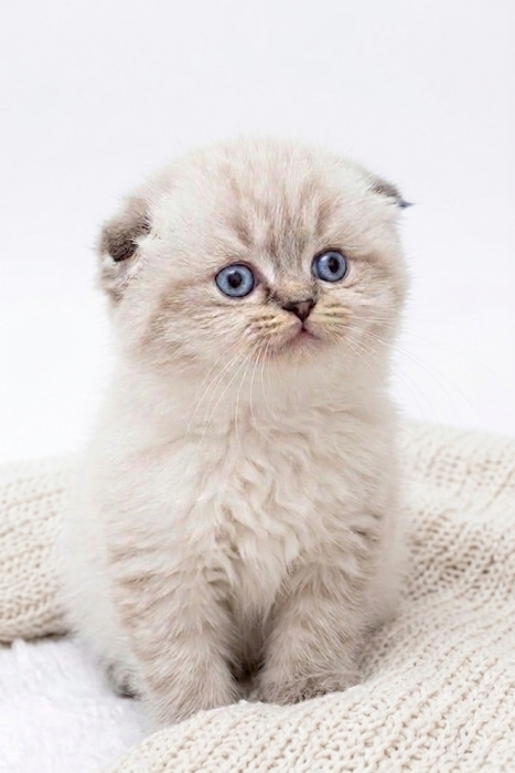Chaton Scottish Fold (Highland)