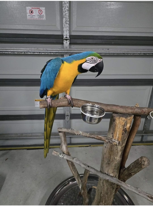 Perroquet macaw blue and gold Ararauna