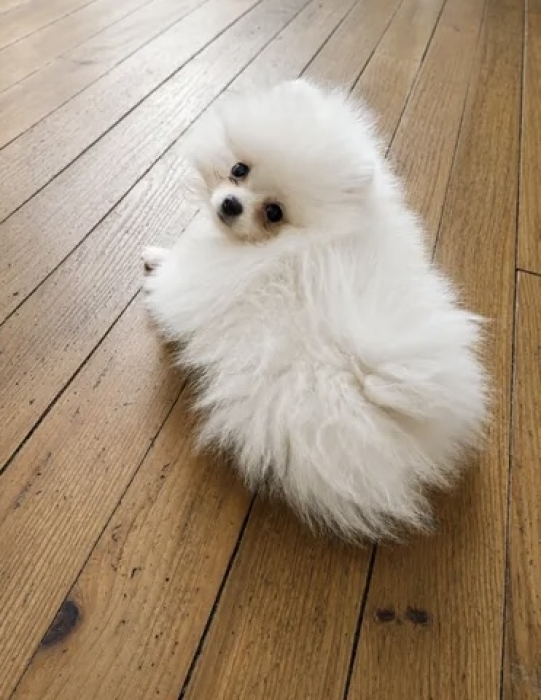 Spitz Pomeranian 5 mois