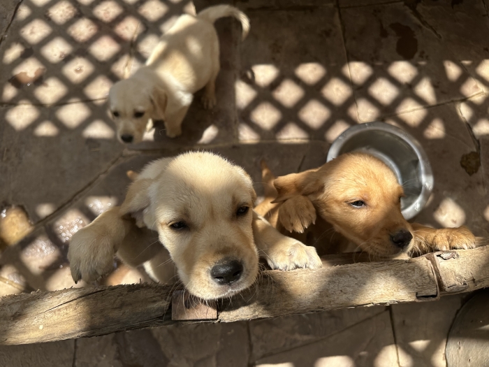 Labrador race pure