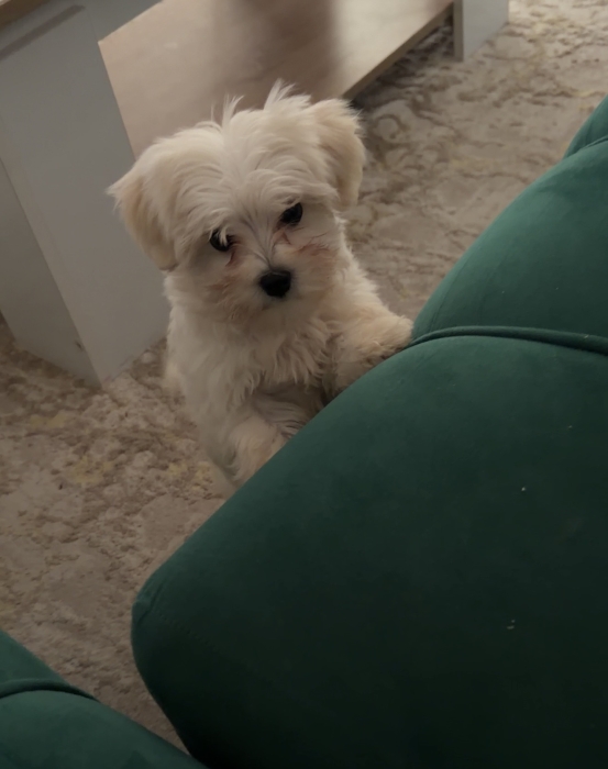 Bichon femelle 3 mois