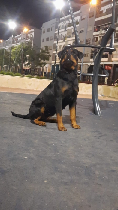 Super femelle rottweiler race pure