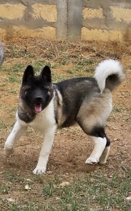 AKITA AMERICAIN PEDIGREE
