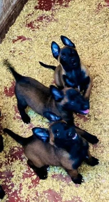 Super chiots malinois charboni race pure