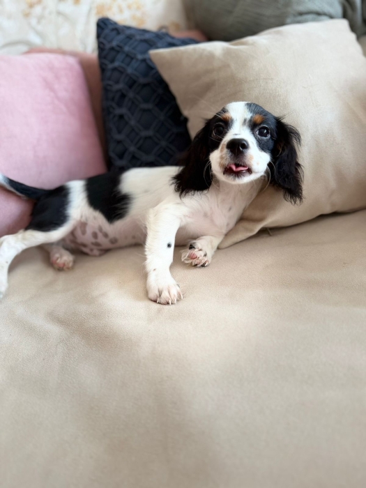 Cavalier king charle