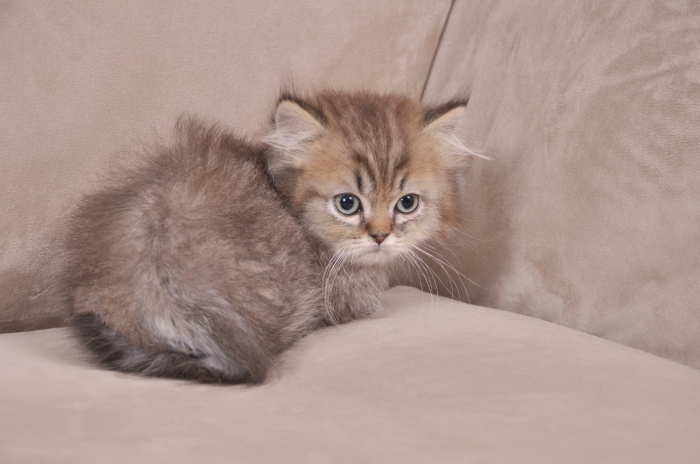 Chaton British Munchkin
