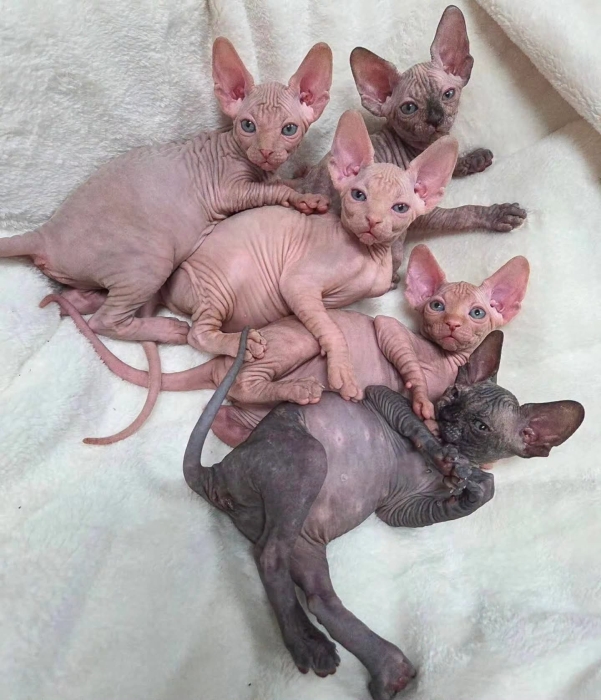 Sphynx canadien chaton