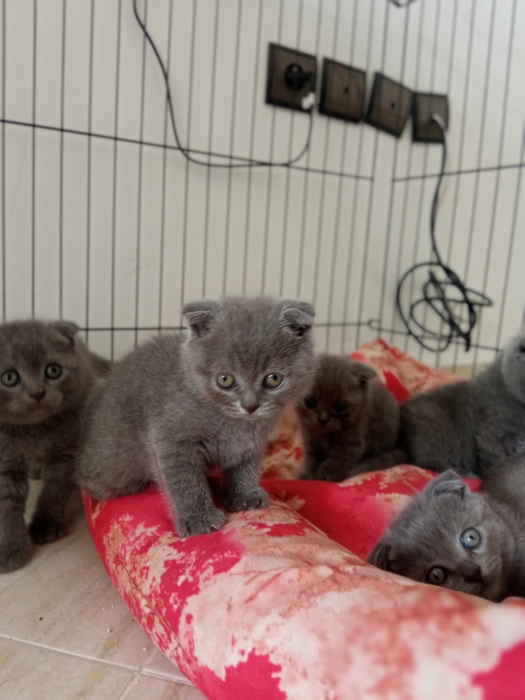 قطط اسكوتش فولد رمادية فائقة الجمال (Scottish Fold Grey)