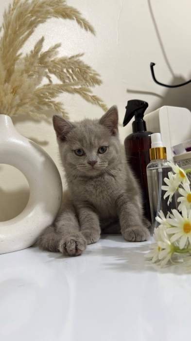 Chatons british & scottish fold shorthair