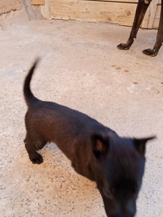 Super chiots malinois charboni race pure