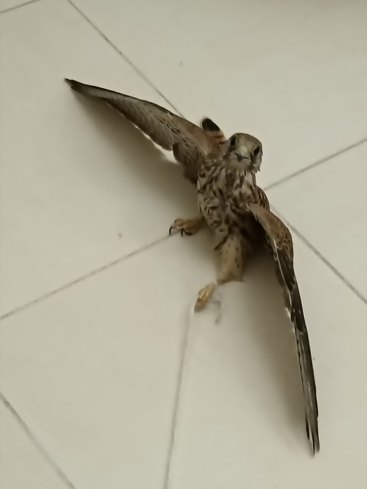 طائر العوسق (Kestrel) هو صقر صغير من الجوارح ينتمي إلى جنس الصقر وعائلة الصقريات
