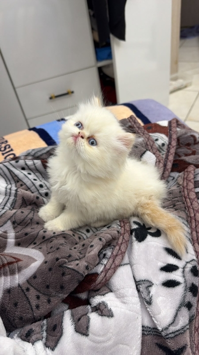 Chat Himalaya persan chinchilla yellow royal