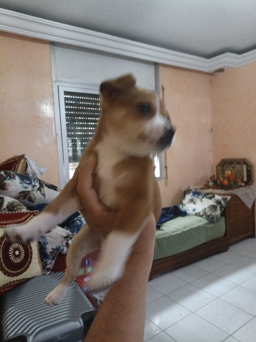 Vend male chiot Pikinois vaccine de 50j