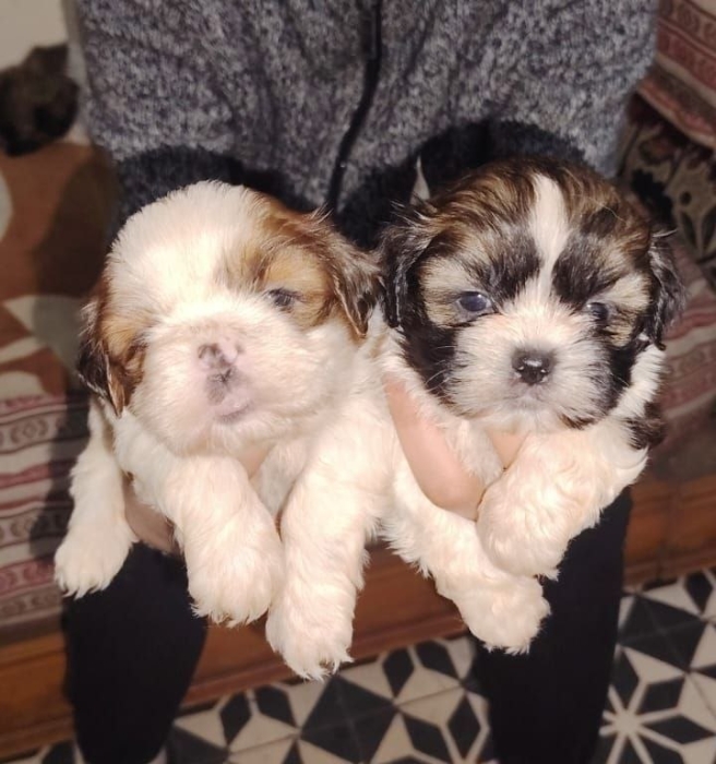 Disponibles magnifiques chiots shih-tzu