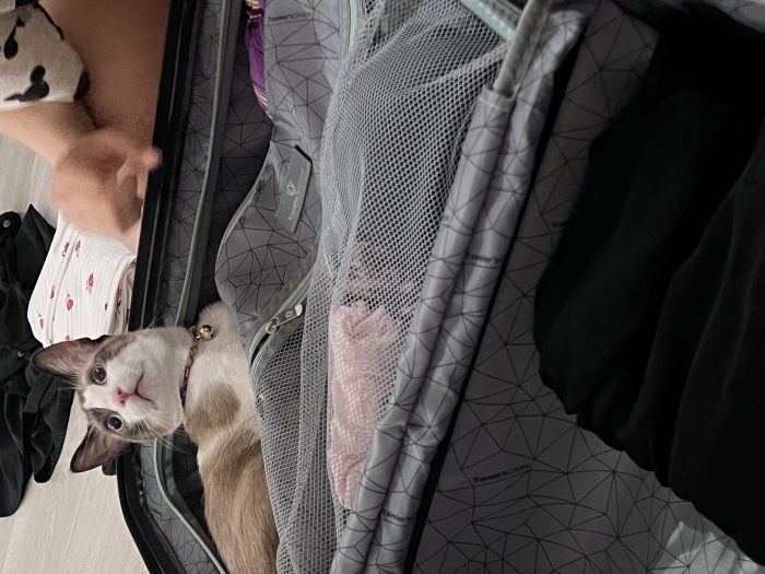 Chat pour adopter