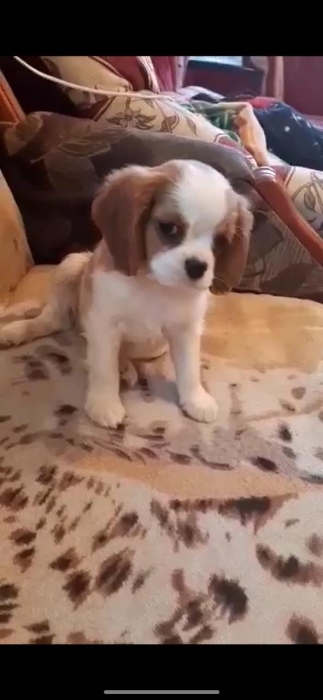 cavalier king charles