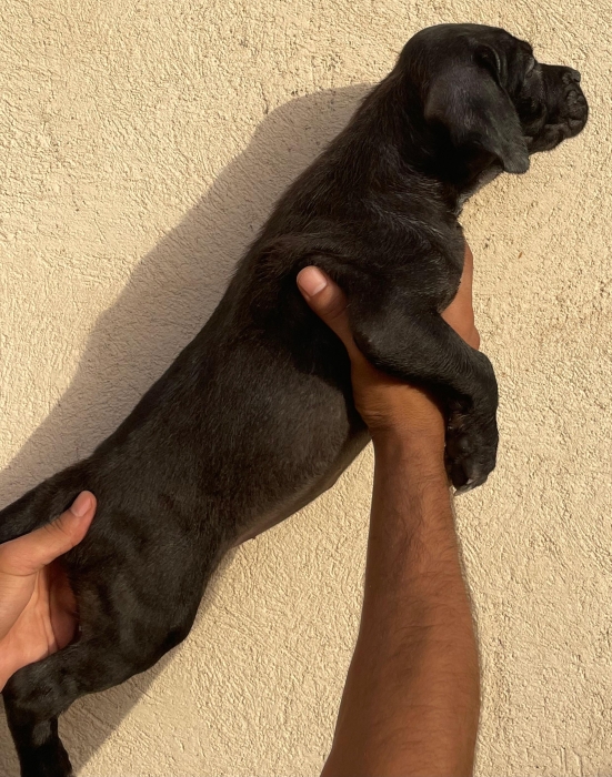 Cane corso