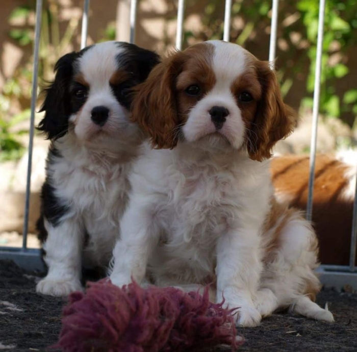 Cavalier King Charles