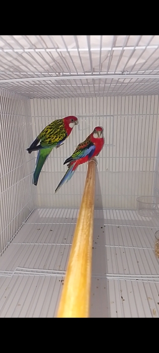 Perroquet rozella rubino