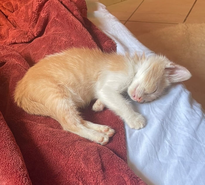 Adoption