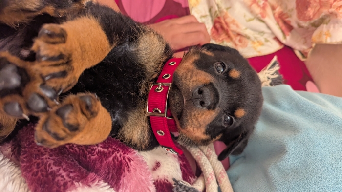 Chiot rottweiler