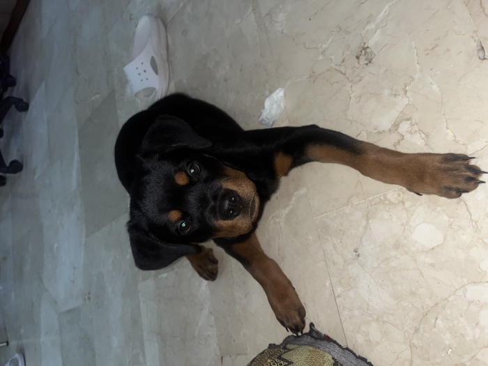 Rottweiler femelle Pedigree 4 mois