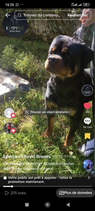 Rottweilers d'exception – Pedigree confirmé, lignée Timit Tor