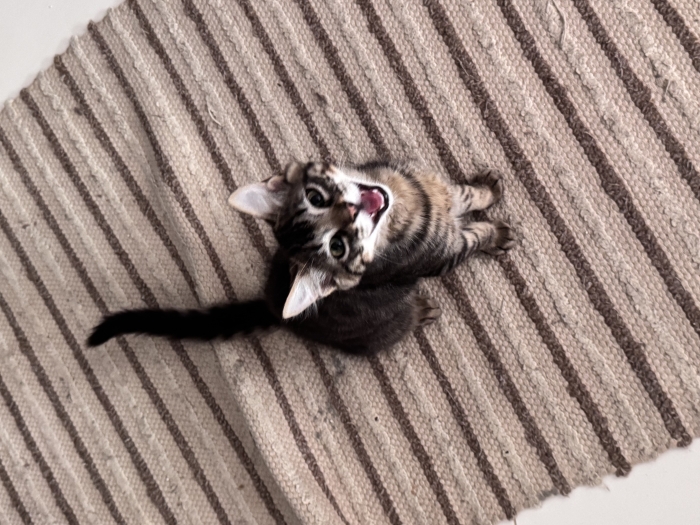 Chat pour adoptation