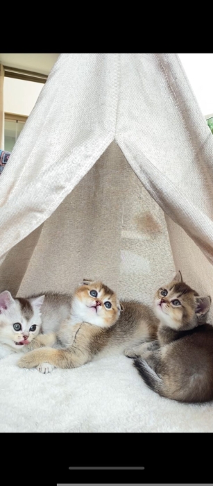 Scottish fold /straight golden shaded