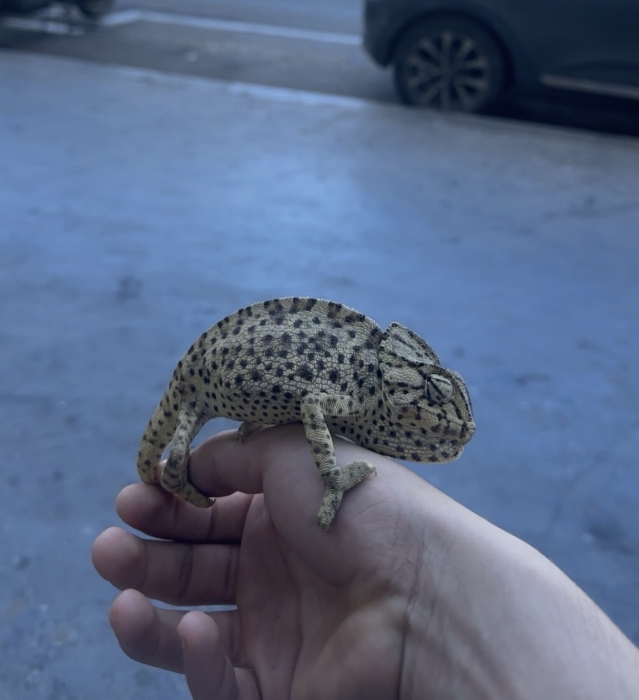 Cameleon