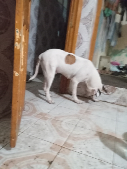 dogo croisée Staff