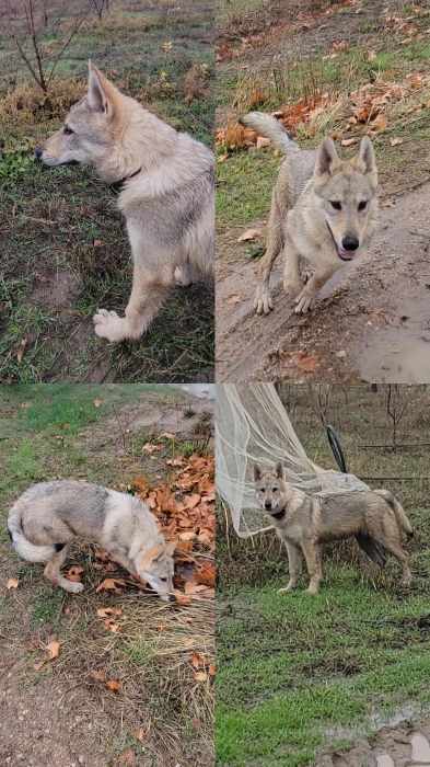Chien Loup Tchécoslovaque 6 mois – Vacciné – Grand gabarit