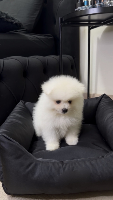 pomeranian de 3 mois à vendre