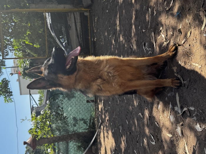 Magnifique femelle berger allemand pedigree