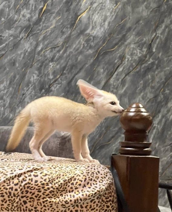 Fennec fox