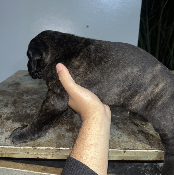 Cane Corso