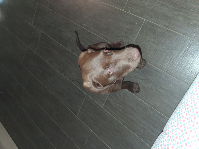 Chocolat labrador 2 mois