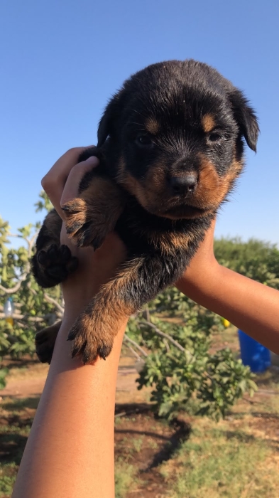 Chiots Rottweiler