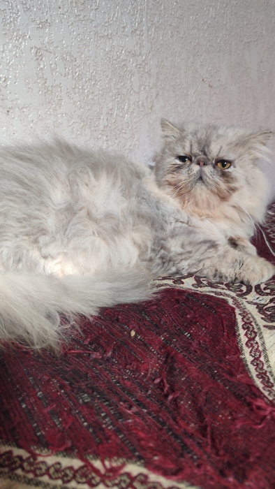 Mâle persan chinchilla