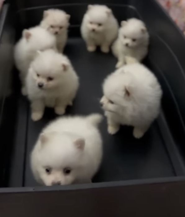 Spitz nain Loulou de Pomeranie