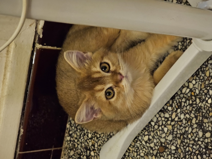 british shorthair ny11 golden